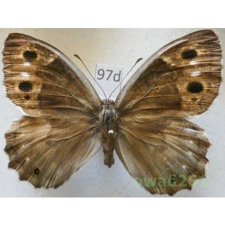 Hipparchia statilinus (Hufnagel, 1766) female Croatia97d